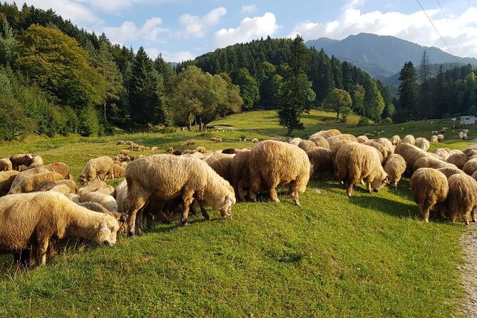 1-Day Bucovina Painted Monasteries tour from Suceava - English - Lunch, mountain views, and the right pace