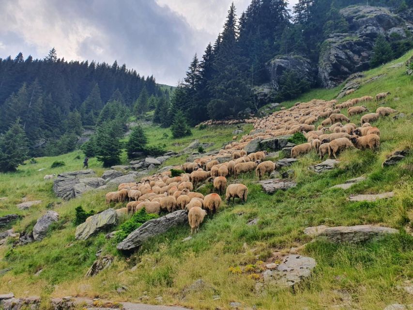 2 Day Private Tour from Bucharest in Transylvania - A short Brașov city tour before Sighișoara