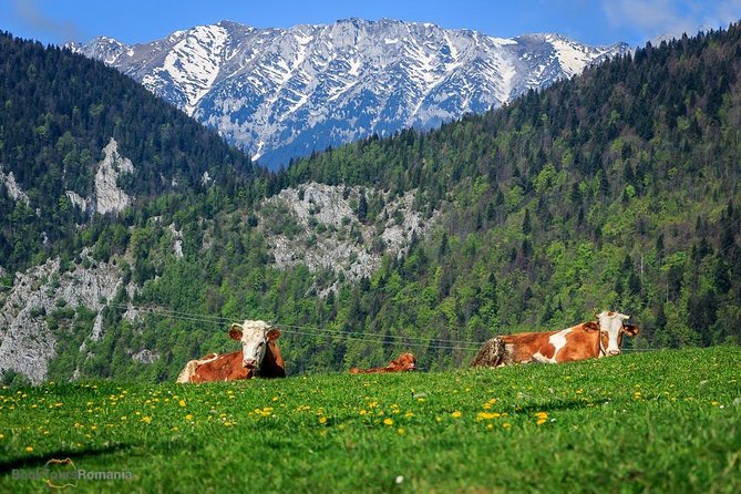 3-Day Tour from Bucharest: Transylvania Villages and Medieval Towns - Who should book this Transylvania tour?