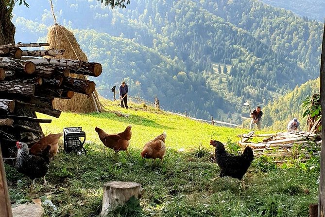 4x4 Driving Experience at Flying Altitudes - 7 Days - Day 5: Transalpina and the pastoral world of Marginimea Sibiului