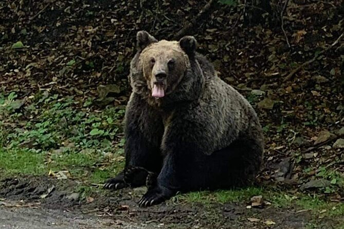 Adventure trip to Transylvania in 3 days from Bucharest - Meeting bears at Muntele Tampa