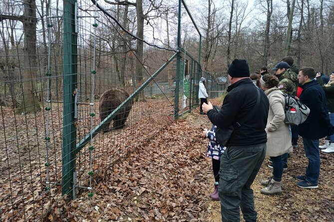 Bear Sanctuary and Bran Castle from Brasov - Why this Brasov half-day works so well