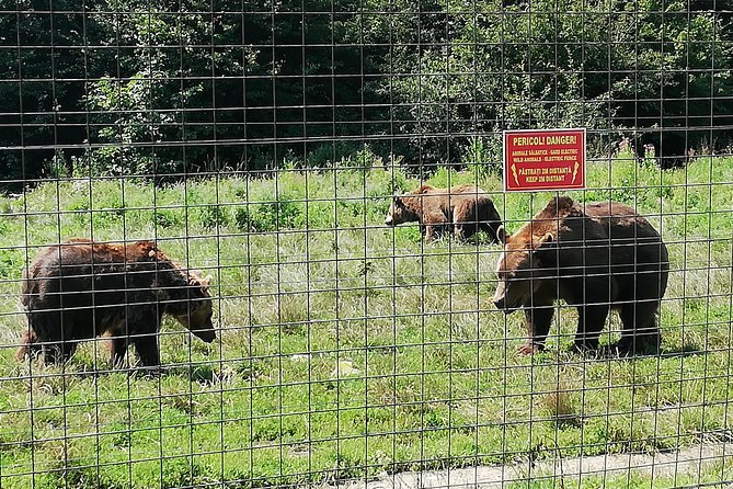 Bear Sanctuary and Dracula's Castle, 1-day Private Tour - What the private format changes