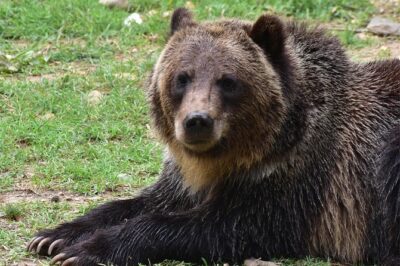 Bear Sanctuary and Dracula’s Castle, 1-day Private Tour