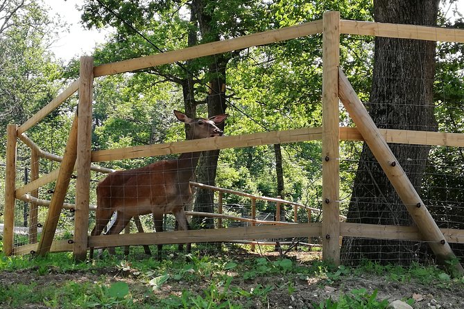 Bear Sanctuary and Dracula's Castle, 1-day Private Tour - Price, entrance fees, and the real value