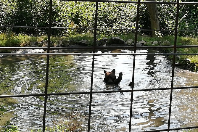 Bear Sanctuary and Dracula's Castle, 1-day Private Tour - Who will get the most from this tour?