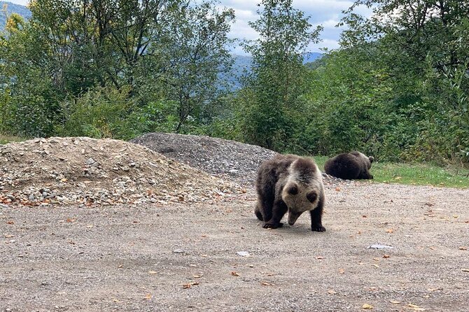 Bear Sanctuary & Rasnov Fortress - Private day tour from Bucharest - Why this Bucharest day trip works
