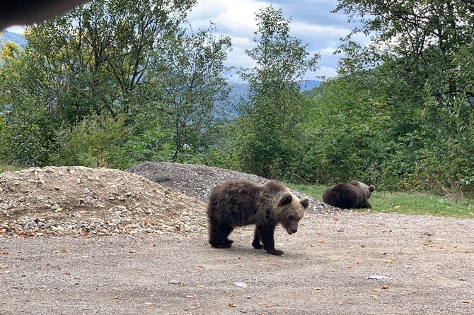 Bear Sanctuary & Rasnov Fortress - Private day tour from Bucharest - Rasnov Fortress and the view from the hill