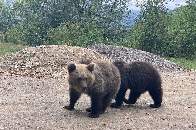 Bear Sanctuary & Rasnov Fortress - Private day tour from Bucharest - The road time and the real value