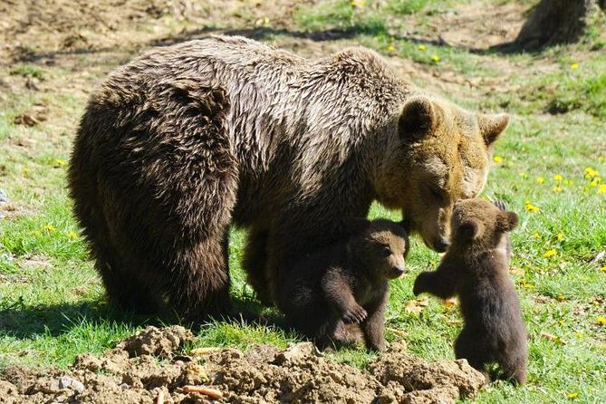 Bear Sanctuary & Rasnov Fortress - Private day tour from Bucharest - Who should book this experience
