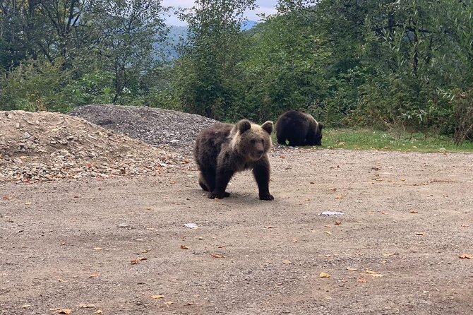 Bear Sanctuary & Rasnov Fortress - Private day tour from Bucharest - Should you book this Bucharest to Zarnesti and Rasnov tour?