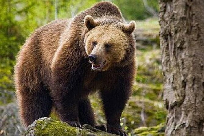 Bear Sanctuary Zarnesti,Bran Castle,Rasnov Fortres w/Hotel pickup - Bran Castle and the Dracula story