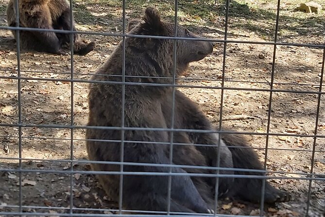 Bear Sanctuary Zarnesti,Bran Castle,Rasnov Fortres w/Hotel pickup - Rasnov Fortress above the valley