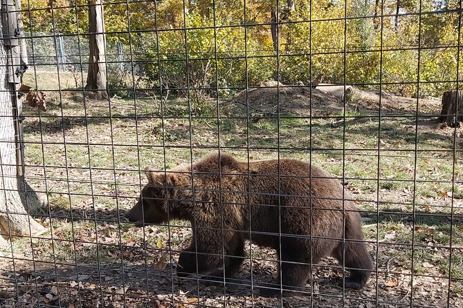 Bear Sanctuary Zarnesti,Bran Castle,Rasnov Fortres w/Hotel pickup - Who should book this day?