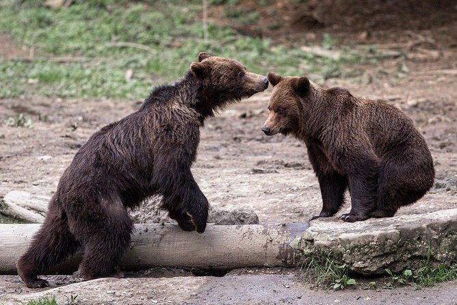 Bear watching experience near Brasov - Key points to know before booking