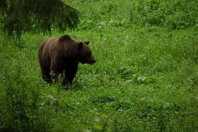 Bear watching experience near Brasov - The Piatra Craiului area and the bear hide