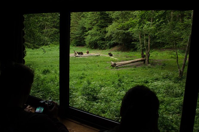 Bear watching experience near Brasov - Small group benefits, with one important limit
