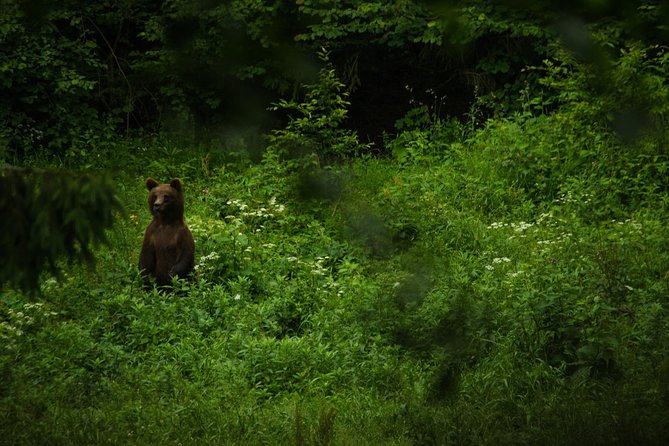 Bear watching experience near Brasov - Booking, weather, and cancellation