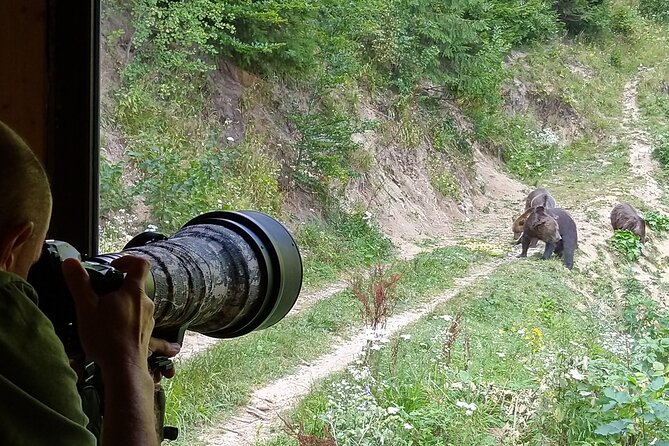 Bear watching experience near Brasov - What the ranger adds