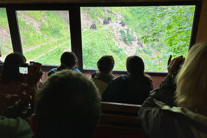 Bear Watching In Brasov: Observe Wild Bears From A Hideout (100%) - Getting Safely Inside the Bear Hideout