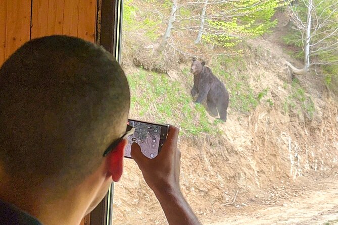 Bear Watching In Brasov: Observe Wild Bears From A Hideout (100%) - A Four-Hour Afternoon, Not Two Hours of Constant Bear Action