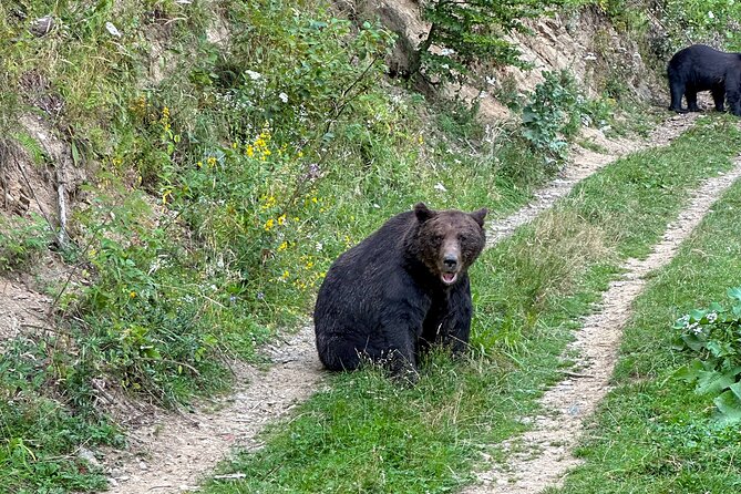 Bear Watching In Brasov: Observe Wild Bears From A Hideout (100%) - What Makes the Guide and Ranger Useful