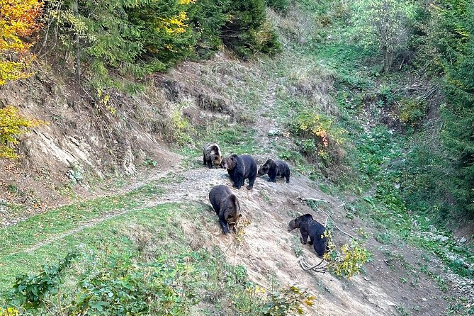 Bear Watching In Brasov: Observe Wild Bears From A Hideout (100%) - Adding Bran Castle to the Same Day