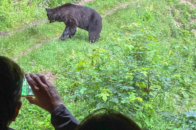 Bear Watching In Brasov: Observe Wild Bears From A Hideout (100%) - The Surprise Bonus: A Fox in the Clearing
