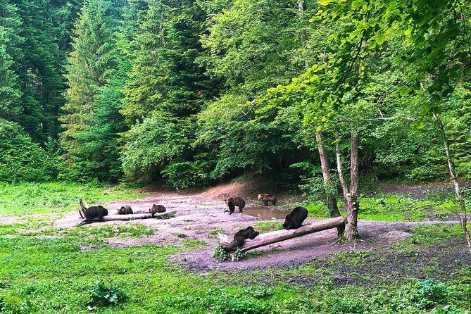 Bear Watching in The Wild from Brasov (100 %) - Leaving Brasov between 4:00 and 6:00 pm