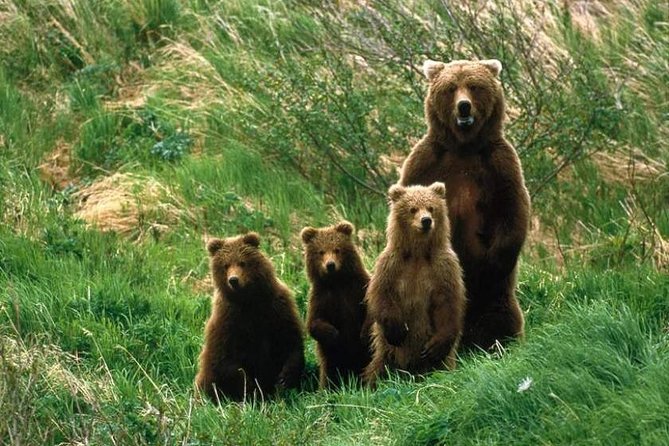 Bear Watching in The Wild from Brasov (100 %) - Two hours at the forest observatory