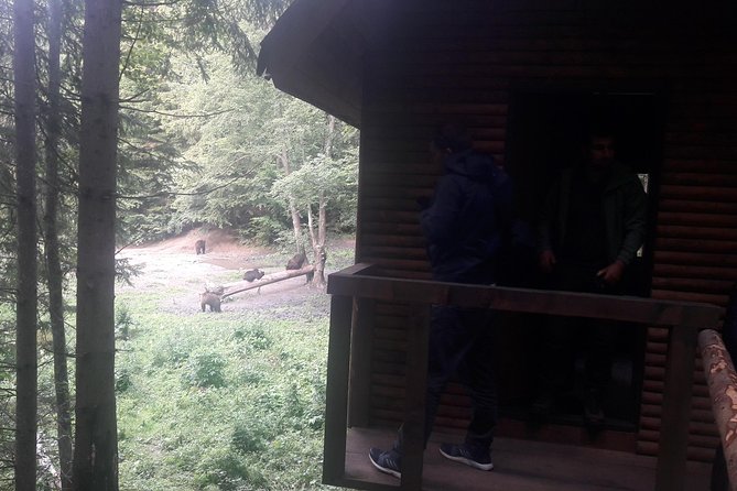 Bear Watching in The Wild from Brasov (100 %) - What to wear and what to leave behind