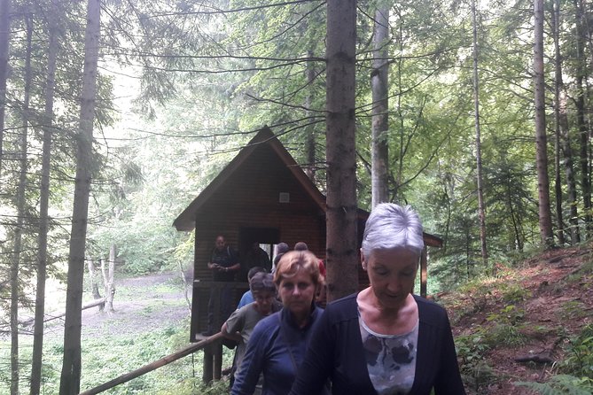 Bear Watching in The Wild from Brasov (100 %) - Who should book it?