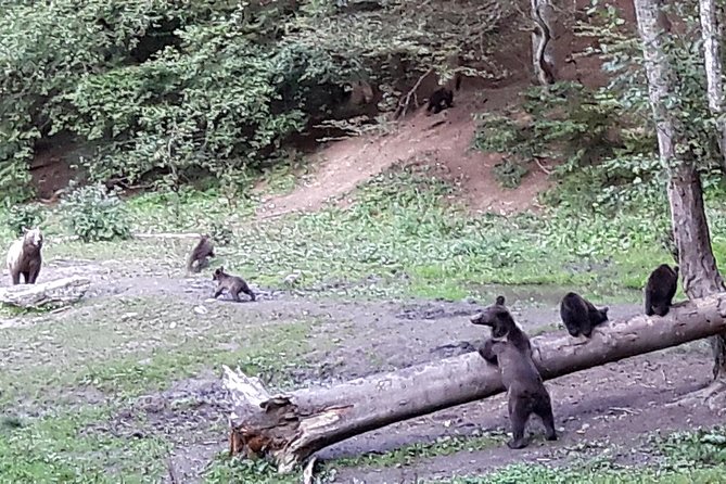Bear Watching in The Wild from Brasov (100 %) - Timing, season, and cancellation