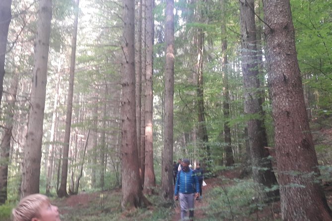 Bear Watching in The Wild from Brasov (100 %) - What the guides add to the experience