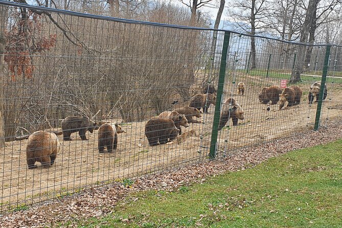 Bears Sanctuary, Dracula Castle and Brasov City - Full Day Trip from Bucharest - Three Transylvanian experiences in one long day