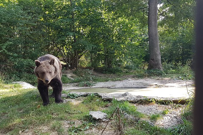 Bears Sanctuary, Dracula Castle and Brasov City - Full Day Trip from Bucharest - Two hours in Brasov’s historic center