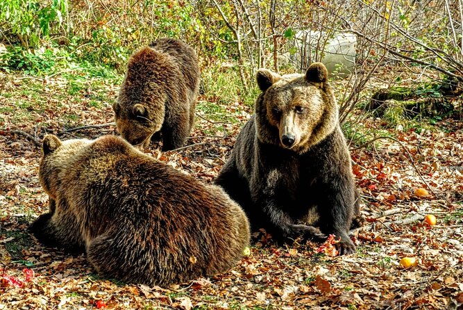 Bears Sanctuary, Dracula's Castle and Brașov City - Private Tour - Brașov’s old center gives you time to slow down