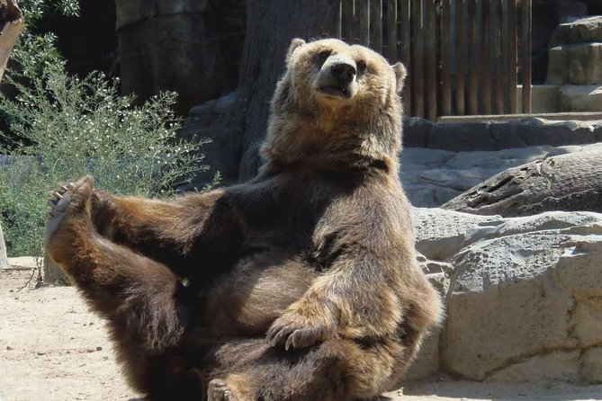 Bears Sanctuary, Dracula's Castle, Brasov Day Trip Private Tour from Bucharest - The bear sanctuary gives this day its emotional center