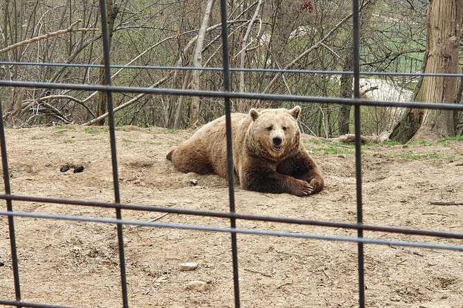 Bears Sanctuary, Dracula's Castle, Brasov Day Trip Private Tour from Bucharest - Private transport changes the feel of a long day