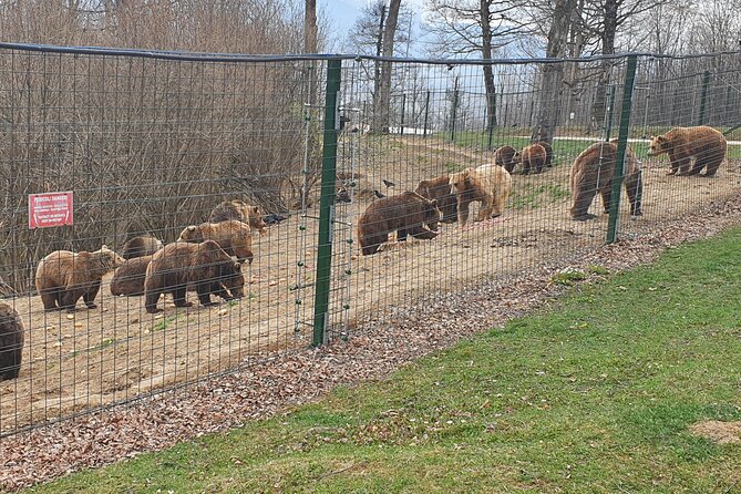 Bears Sanctuary, Dracula's Castle, Brasov Day Trip Private Tour from Bucharest - The 10 to 12 hour schedule needs an early start
