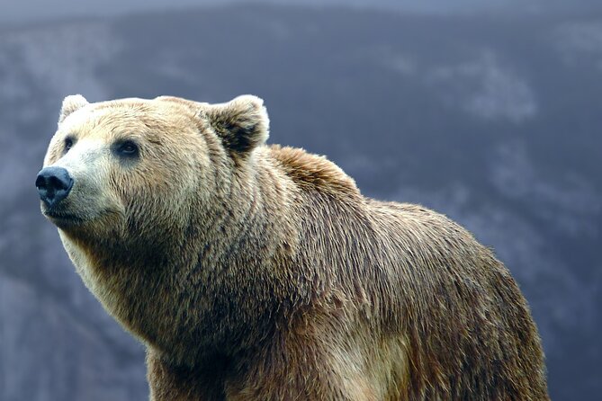 Bears Sanctuary, Dracula's Castle, Brasov Day Trip Private Tour from Bucharest - Brasov adds the city time the castle cannot provide