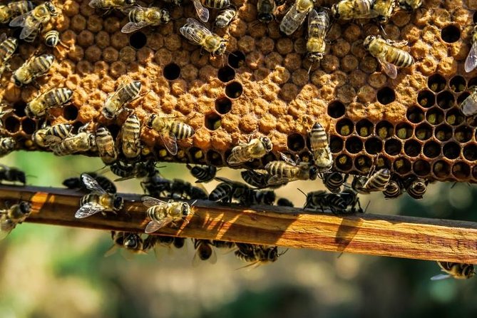 Beekeeping Day Trip| Private Guided Tour from Bucharest - Leaving Bucharest for Valcea County