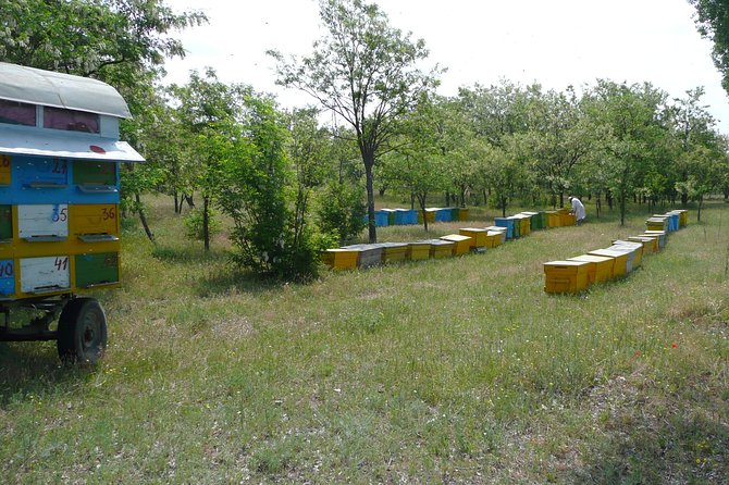 Bees Adventure in Romania - Private Day Trip from Bucharest - Honey products for dessert