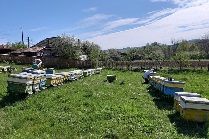 Bees Adventure in Romania - Private Day Trip from Bucharest - What the private format adds