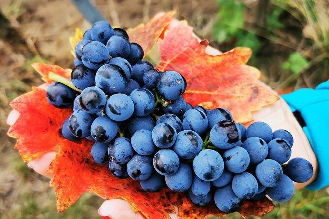 Bike & Wine tour in Dealu Mare wineland - Key points at a glance