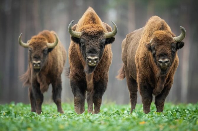 Bison Sanctuary, Vlad the Impaler Princely Court & Dracula Grave - Why this Bucharest day trip feels different