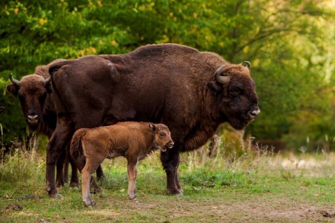 Bison Sanctuary, Vlad the Impaler Princely Court & Dracula Grave - Neagra Bison Reservation: an hour with Europe’s largest land animal