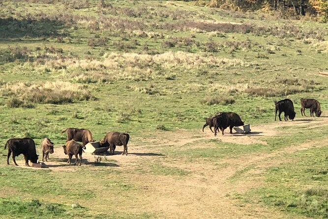 Bison Sanctuary, Vlad the Impaler Princely Court & Dracula Grave - Who should book this experience?