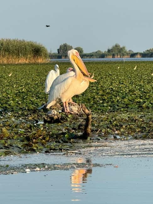 Boat Trip to Caraorman Forest – Danube Delta (6–7 hours) - The Litcov Channel and arrival at Caraorman