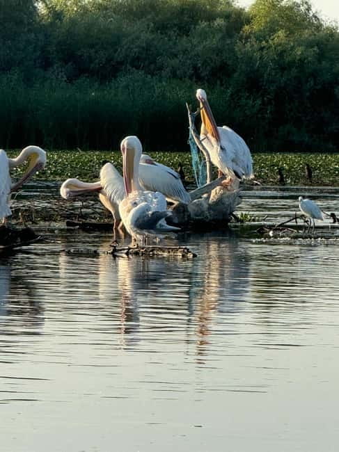 Boat Trip to Caraorman Forest – Danube Delta (6–7 hours) - What the $22 price really covers